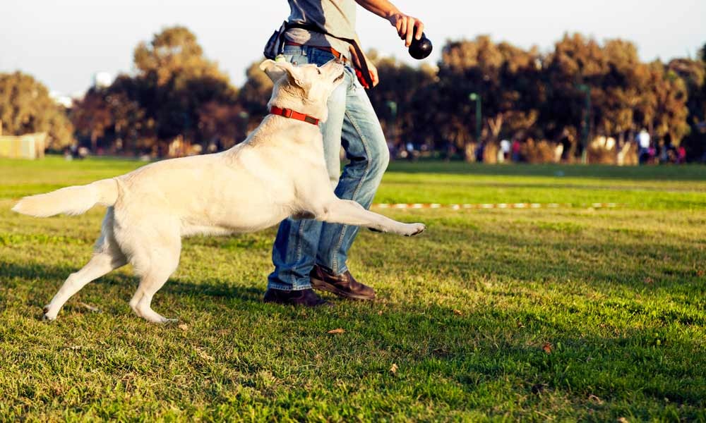 Cuidado de mascotas y animales silvestres en el Día del Animal